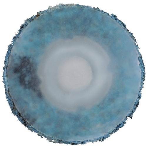 Scotch-Brite Roloc Surface Conditioning Disc TS 3/4″ x NH A VFN Reverse Button